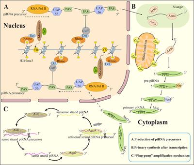 Emerging roles and potential application of PIWI-interacting RNA in urological tumors